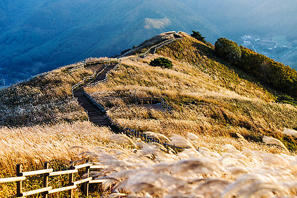 포토 JPG 주간 길 백그라운드 자연 산 풍경 사람없음 야외 가을풍경 가을 억새 나무울타리 정선 민둥산 국내포토 자연요소 식물 계절 울타리 생태계 강원도 파일형식 가을_계절