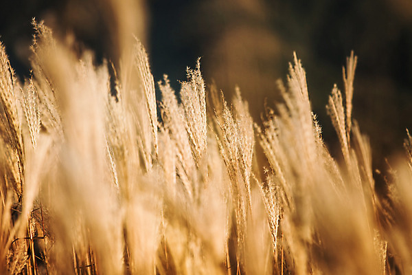포토 JPG 주간 백그라운드 자연 산 풍경 사람없음 야외 가을풍경 가을 억새 정선 민둥산 국내포토 자연요소 식물 계절 생태계 강원도 파일형식 가을_계절