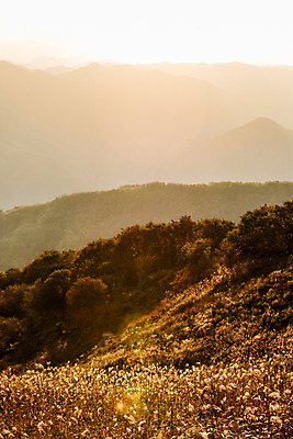 포토 JPG 주간 백그라운드 자연 산 풍경 사람없음 야외 가을풍경 가을 억새 정선 민둥산 국내포토 자연요소 식물 계절 생태계 강원도 파일형식 가을_계절