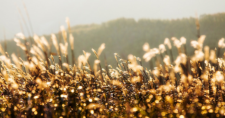 포토 JPG 주간 백그라운드 자연 산 풍경 사람없음 야외 가을풍경 가을 억새 정선 민둥산 국내포토 자연요소 식물 계절 생태계 강원도 파일형식 가을_계절