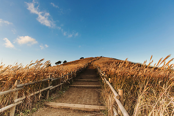 포토 JPG 주간 길 백그라운드 자연 산 풍경 사람없음 야외 가을풍경 가을 억새 나무울타리 정선 민둥산 국내포토 자연요소 식물 계절 울타리 생태계 강원도 파일형식 가을_계절