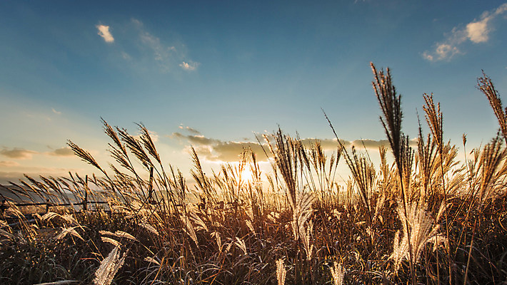 포토 JPG 주간 백그라운드 자연 산 풍경 사람없음 야외 가을풍경 가을 억새 정선 민둥산 국내포토 자연요소 식물 계절 생태계 강원도 파일형식 가을_계절