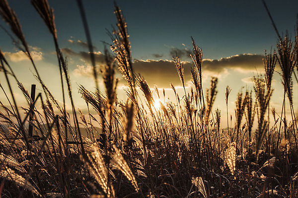 포토 JPG 주간 백그라운드 자연 산 풍경 사람없음 야외 가을풍경 가을 억새 정선 민둥산 국내포토 자연요소 식물 계절 생태계 강원도 파일형식 가을_계절