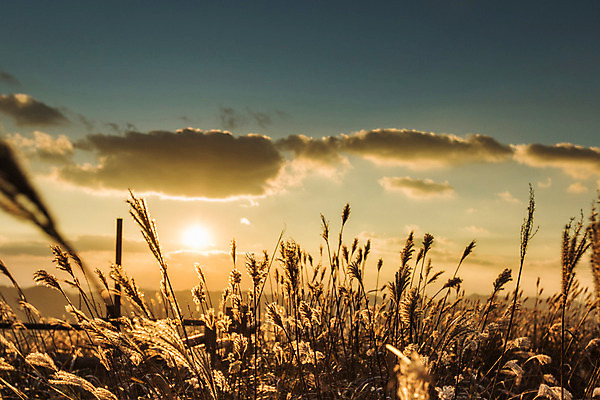 포토 JPG 주간 백그라운드 자연 산 풍경 사람없음 야외 가을풍경 가을 억새 정선 민둥산 국내포토 자연요소 식물 계절 생태계 강원도 파일형식 가을_계절