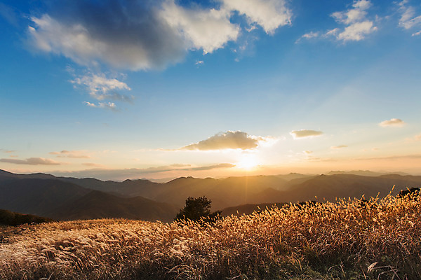 포토 JPG 주간 백그라운드 자연 산 풍경 사람없음 야외 가을풍경 가을 억새 정선 민둥산 국내포토 자연요소 식물 계절 생태계 강원도 파일형식 가을_계절