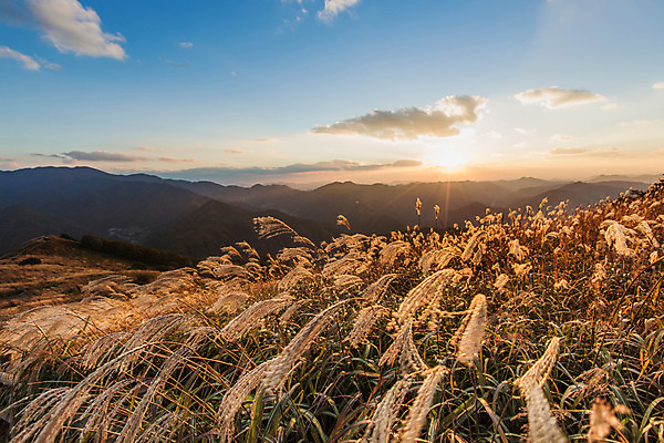 포토 JPG 주간 백그라운드 자연 산 풍경 사람없음 야외 가을풍경 가을 억새 정선 민둥산 국내포토 자연요소 식물 계절 생태계 강원도 파일형식 가을_계절