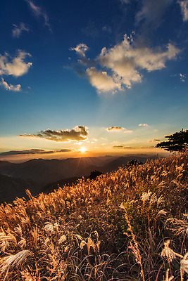 포토 JPG 주간 백그라운드 자연 산 풍경 사람없음 야외 가을풍경 가을 억새 정선 민둥산 국내포토 자연요소 식물 계절 생태계 강원도 파일형식 가을_계절