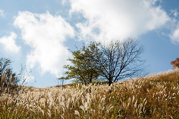 포토 JPG 주간 나무 백그라운드 자연 산 풍경 사람없음 야외 가을풍경 가을 억새 정선 민둥산 국내포토 자연요소 식물 계절 생태계 강원도 파일형식 가을_계절