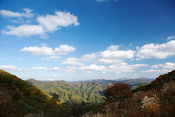 포토 JPG 주간 백그라운드 자연 산 풍경 사람없음 야외 가을풍경 가을 억새 정선 민둥산 국내포토 자연요소 식물 계절 생태계 강원도 파일형식 가을_계절