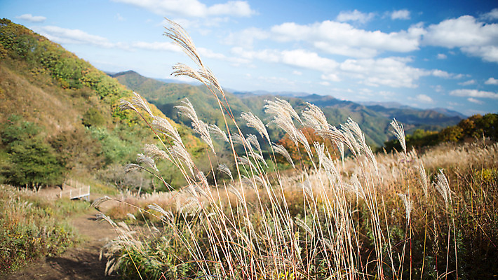 포토 JPG 주간 백그라운드 자연 산 풍경 사람없음 야외 가을풍경 가을 억새 정선 민둥산 국내포토 자연요소 식물 계절 생태계 강원도 파일형식 가을_계절