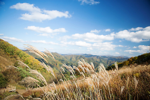 포토 JPG 주간 백그라운드 자연 산 풍경 사람없음 야외 가을풍경 가을 억새 정선 민둥산 국내포토 자연요소 식물 계절 생태계 강원도 파일형식 가을_계절