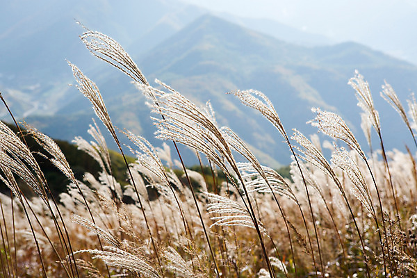포토 JPG 주간 백그라운드 자연 산 풍경 사람없음 야외 가을풍경 가을 억새 정선 민둥산 국내포토 자연요소 식물 계절 생태계 강원도 파일형식 가을_계절