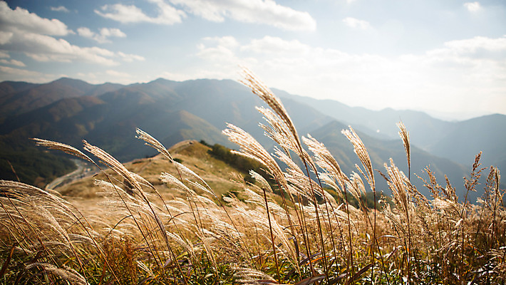 포토 JPG 주간 백그라운드 자연 산 풍경 사람없음 야외 가을풍경 가을 억새 정선 민둥산 국내포토 자연요소 식물 계절 생태계 강원도 파일형식 가을_계절