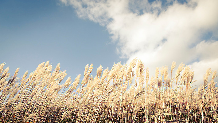 포토 JPG 주간 백그라운드 자연 산 풍경 사람없음 야외 가을풍경 가을 억새 정선 민둥산 국내포토 자연요소 식물 계절 생태계 강원도 파일형식 가을_계절