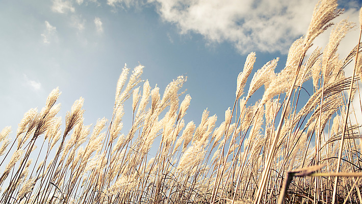 포토 JPG 주간 백그라운드 자연 산 풍경 사람없음 야외 가을풍경 가을 억새 정선 민둥산 국내포토 자연요소 식물 계절 생태계 강원도 파일형식 가을_계절