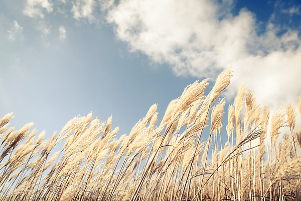 포토 JPG 주간 백그라운드 자연 산 풍경 사람없음 야외 가을풍경 가을 억새 정선 민둥산 국내포토 자연요소 식물 계절 생태계 강원도 파일형식 가을_계절