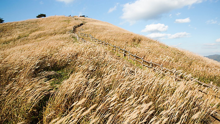 포토 JPG 주간 백그라운드 자연 산 풍경 사람없음 야외 가을풍경 가을 억새 정선 민둥산 국내포토 자연요소 식물 계절 생태계 강원도 파일형식 가을_계절