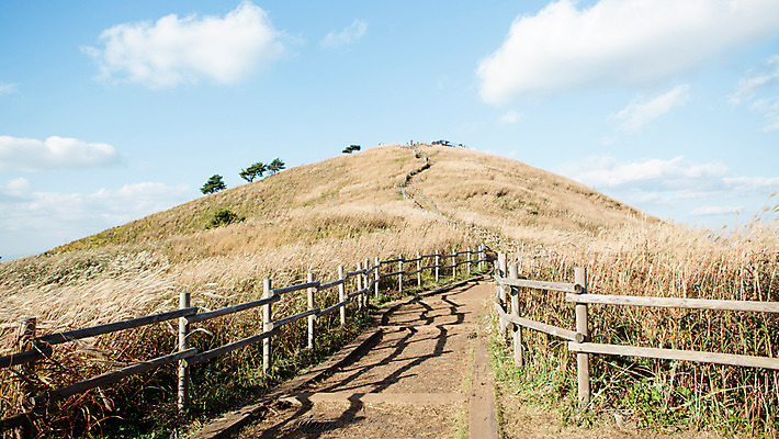 포토 JPG 주간 길 백그라운드 자연 산 풍경 사람없음 야외 가을풍경 가을 억새 나무울타리 정선 민둥산 국내포토 자연요소 식물 계절 울타리 생태계 강원도 파일형식 가을_계절