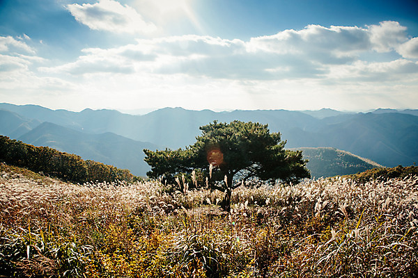 포토 JPG 주간 구름 백그라운드 자연 하늘 산 풍경 사람없음 야외 가을풍경 가을 억새 정선 민둥산 국내포토 자연요소 식물 계절 생태계 강원도 파일형식 가을_계절