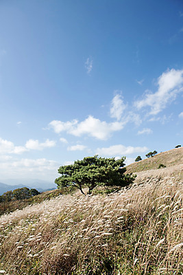 포토 JPG 주간 나무 백그라운드 자연 산 풍경 사람없음 야외 가을풍경 가을 억새 정선 민둥산 국내포토 자연요소 식물 계절 생태계 강원도 파일형식 가을_계절