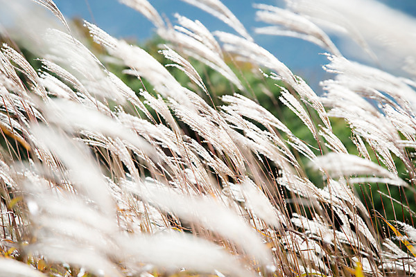 포토 JPG 주간 백그라운드 자연 산 풍경 사람없음 야외 가을풍경 가을 억새 정선 민둥산 국내포토 자연요소 식물 계절 생태계 강원도 파일형식 가을_계절
