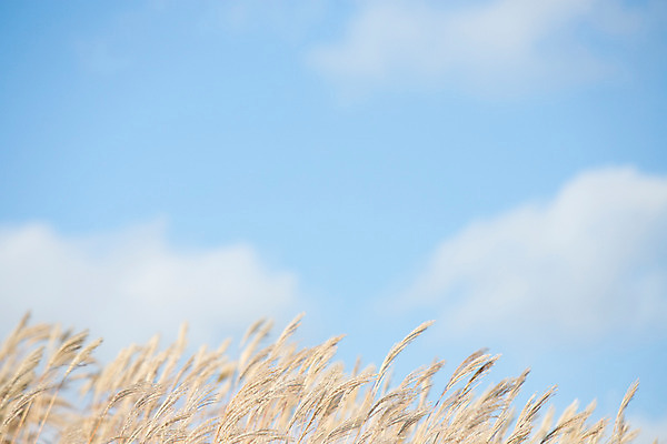 포토 JPG 주간 백그라운드 자연 산 풍경 사람없음 야외 가을풍경 가을 억새 정선 민둥산 국내포토 자연요소 식물 계절 생태계 강원도 파일형식 가을_계절