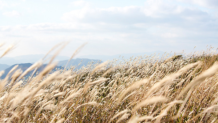 포토 JPG 주간 백그라운드 자연 산 풍경 사람없음 야외 가을풍경 가을 억새 정선 민둥산 국내포토 자연요소 식물 계절 생태계 강원도 파일형식 가을_계절