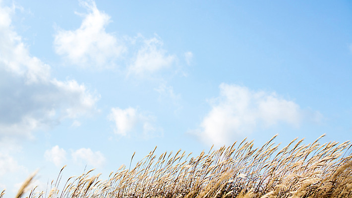 포토 JPG 주간 백그라운드 자연 산 풍경 사람없음 야외 가을풍경 가을 억새 정선 민둥산 국내포토 자연요소 식물 계절 생태계 강원도 파일형식 가을_계절