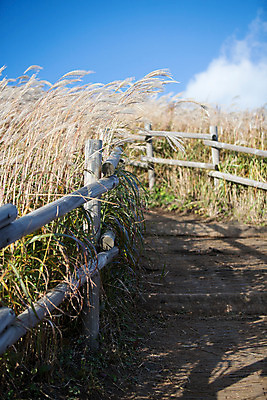 포토 JPG 주간 백그라운드 자연 산 풍경 사람없음 야외 가을풍경 가을 억새 나무울타리 정선 민둥산 국내포토 자연요소 식물 계절 울타리 생태계 강원도 파일형식 가을_계절