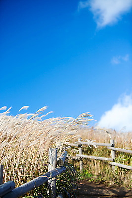 포토 JPG 주간 백그라운드 자연 산 풍경 사람없음 야외 가을풍경 가을 억새 나무울타리 정선 민둥산 국내포토 자연요소 식물 계절 울타리 생태계 강원도 파일형식 가을_계절