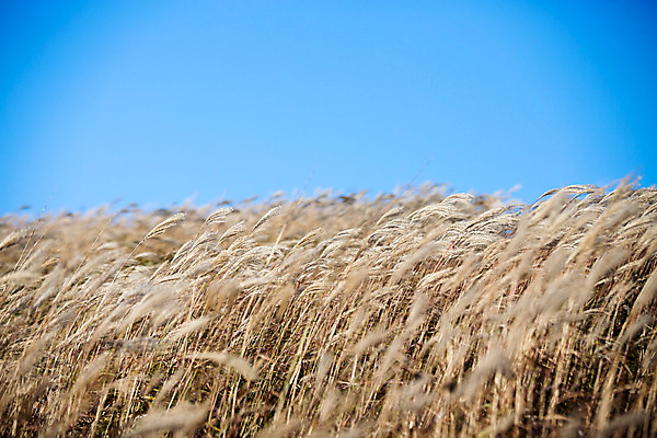 포토 JPG 주간 백그라운드 자연 산 풍경 사람없음 야외 가을풍경 가을 억새 정선 민둥산 국내포토 자연요소 식물 계절 생태계 강원도 파일형식 가을_계절