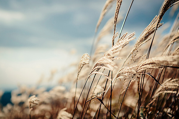 포토 JPG 주간 백그라운드 자연 산 풍경 사람없음 야외 가을풍경 가을 억새 정선 민둥산 국내포토 자연요소 식물 계절 생태계 강원도 파일형식 가을_계절