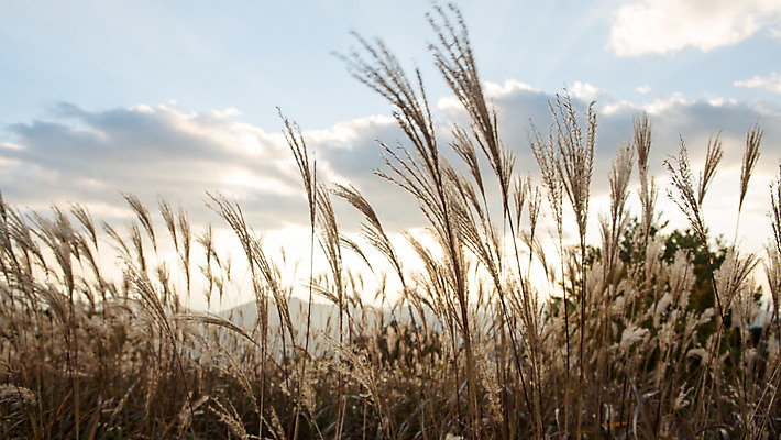포토 JPG 주간 백그라운드 자연 산 풍경 사람없음 야외 가을풍경 가을 억새 정선 민둥산 국내포토 자연요소 식물 계절 생태계 강원도 파일형식 가을_계절