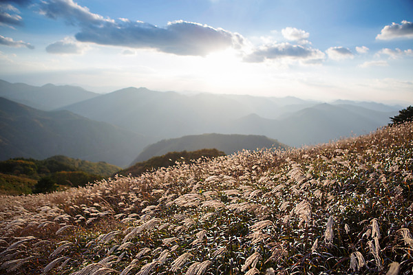 포토 JPG 주간 구름 백그라운드 자연 하늘 산 풍경 사람없음 야외 가을풍경 가을 억새 정선 민둥산 국내포토 자연요소 식물 계절 생태계 강원도 파일형식 가을_계절