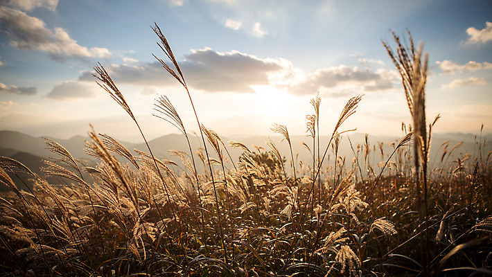 포토 JPG 주간 백그라운드 자연 산 풍경 사람없음 야외 가을풍경 가을 억새 정선 민둥산 국내포토 자연요소 식물 계절 생태계 강원도 파일형식 가을_계절