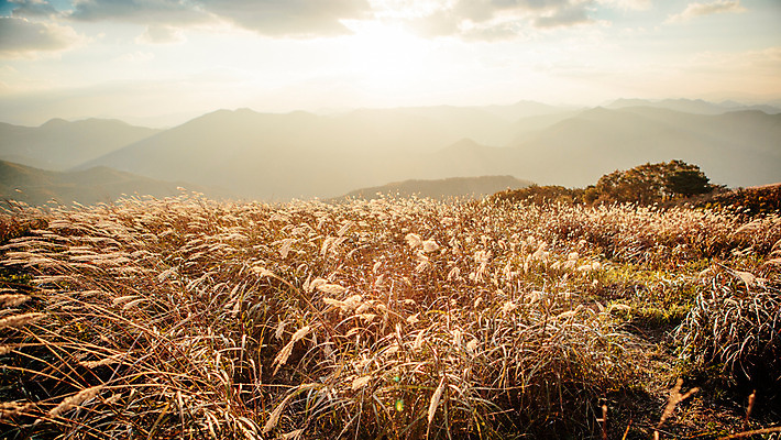 포토 JPG 주간 백그라운드 자연 산 풍경 사람없음 야외 가을풍경 가을 억새 정선 민둥산 국내포토 자연요소 식물 계절 생태계 강원도 파일형식 가을_계절