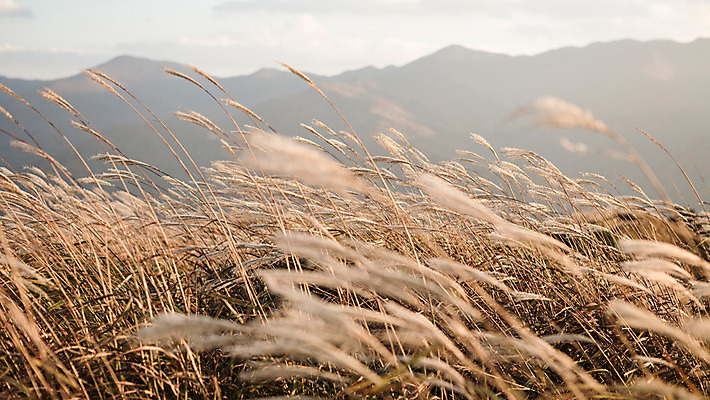 포토 JPG 주간 백그라운드 자연 산 풍경 사람없음 야외 가을풍경 가을 억새 정선 민둥산 국내포토 자연요소 식물 계절 생태계 강원도 파일형식 가을_계절