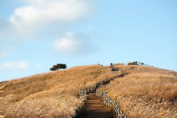 포토 JPG 주간 길 백그라운드 자연 산 풍경 사람없음 야외 가을풍경 가을 억새 정선 민둥산 국내포토 자연요소 식물 계절 생태계 강원도 파일형식 가을_계절