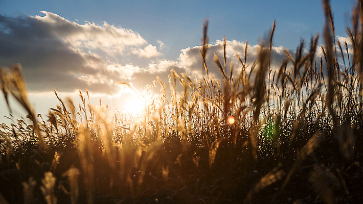 포토 JPG 주간 구름 백그라운드 자연 하늘 산 풍경 사람없음 야외 노을 가을풍경 가을 억새 정선 민둥산 국내포토 자연요소 식물 계절 생태계 강원도 파일형식 가을_계절