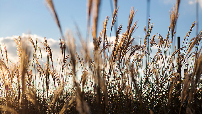 포토 JPG 주간 백그라운드 자연 하늘 산 풍경 사람없음 야외 노을 가을풍경 가을 억새 정선 민둥산 국내포토 자연요소 식물 계절 생태계 강원도 파일형식 가을_계절