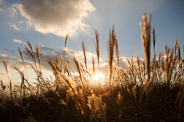 포토 JPG 주간 구름 백그라운드 자연 하늘 산 풍경 사람없음 야외 노을 가을풍경 가을 억새 정선 민둥산 국내포토 자연요소 식물 계절 생태계 강원도 파일형식 가을_계절