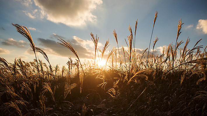 포토 JPG 주간 구름 백그라운드 자연 하늘 산 풍경 사람없음 야외 노을 가을풍경 가을 억새 정선 민둥산 국내포토 자연요소 식물 계절 생태계 강원도 파일형식 가을_계절