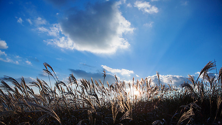 포토 JPG 주간 구름 백그라운드 자연 하늘 산 풍경 사람없음 야외 가을풍경 가을 억새 정선 민둥산 국내포토 자연요소 식물 계절 생태계 강원도 파일형식 가을_계절