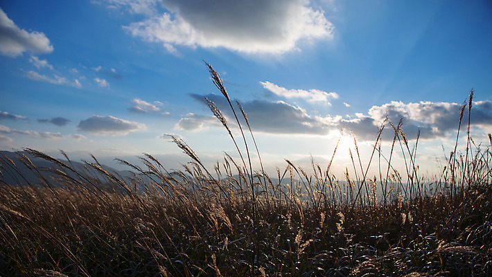 포토 JPG 주간 구름 백그라운드 자연 하늘 산 풍경 사람없음 야외 가을풍경 가을 억새 정선 민둥산 국내포토 자연요소 식물 계절 생태계 강원도 파일형식 가을_계절