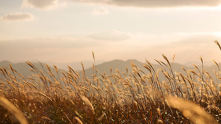 포토 JPG 주간 구름 백그라운드 자연 하늘 산 풍경 사람없음 야외 노을 가을풍경 가을 억새 정선 민둥산 국내포토 자연요소 식물 계절 생태계 강원도 파일형식 가을_계절