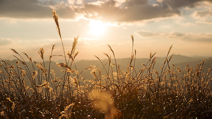 포토 JPG 주간 구름 백그라운드 자연 하늘 산 풍경 사람없음 야외 노을 가을풍경 가을 억새 정선 민둥산 국내포토 자연요소 식물 계절 생태계 강원도 파일형식 가을_계절