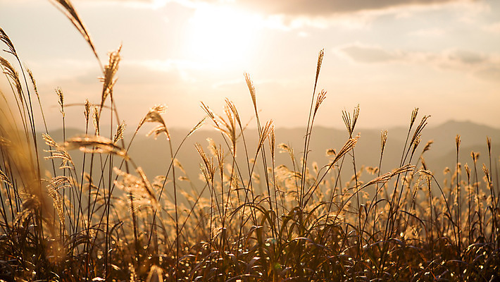 포토 JPG 주간 백그라운드 자연 하늘 산 풍경 사람없음 야외 노을 가을풍경 가을 억새 정선 민둥산 국내포토 자연요소 식물 계절 생태계 강원도 파일형식 가을_계절