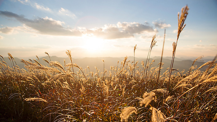 포토 JPG 주간 구름 백그라운드 자연 하늘 산 풍경 사람없음 야외 노을 가을풍경 가을 억새 정선 민둥산 국내포토 자연요소 식물 계절 생태계 강원도 파일형식 가을_계절