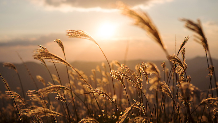 포토 JPG 주간 구름 백그라운드 자연 하늘 산 풍경 사람없음 야외 노을 가을풍경 가을 억새 정선 민둥산 국내포토 자연요소 식물 계절 생태계 강원도 파일형식 가을_계절