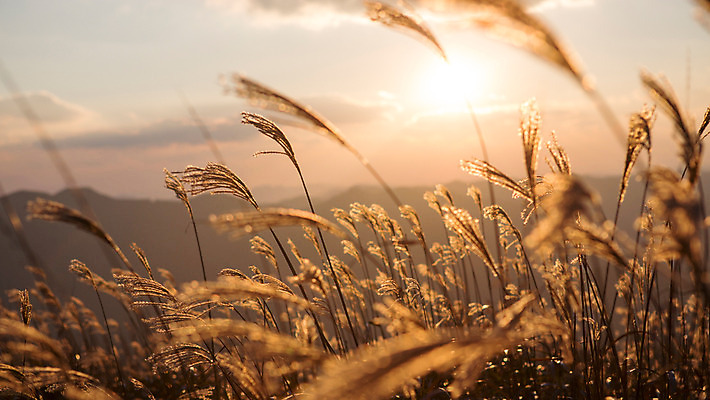 포토 JPG 주간 구름 백그라운드 자연 하늘 산 풍경 사람없음 야외 노을 가을풍경 가을 억새 정선 민둥산 국내포토 자연요소 식물 계절 생태계 강원도 파일형식 가을_계절